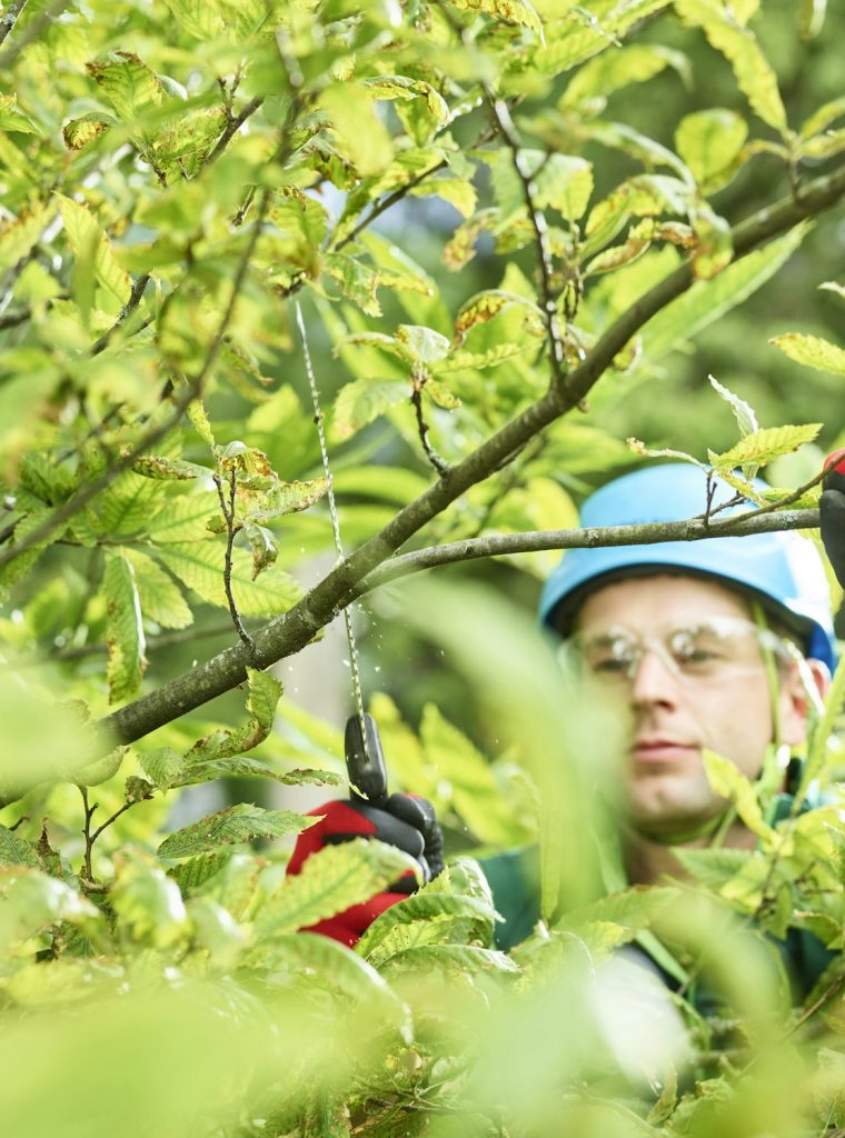 tree-cutter-pruning-of-tree.jpg
